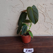 Load image into Gallery viewer, #R80 Philodendron Melanochrysum x Sharoniae