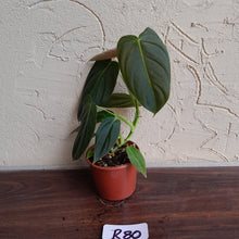 Load image into Gallery viewer, #R80 Philodendron Melanochrysum x Sharoniae