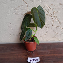 Load image into Gallery viewer, #R80 Philodendron Melanochrysum x Sharoniae