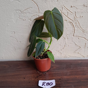 #R80 Philodendron Melanochrysum x Sharoniae
