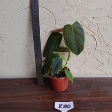 Load image into Gallery viewer, #R80 Philodendron Melanochrysum x Sharoniae