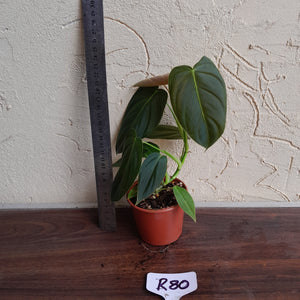 #R80 Philodendron Melanochrysum x Sharoniae
