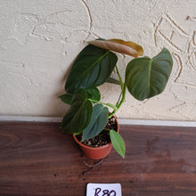 Load image into Gallery viewer, #R80 Philodendron Melanochrysum x Sharoniae