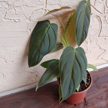 Load image into Gallery viewer, #R80 Philodendron Melanochrysum x Sharoniae