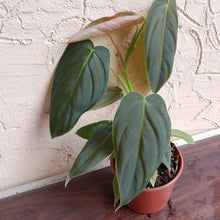 Load image into Gallery viewer, #R80 Philodendron Melanochrysum x Sharoniae