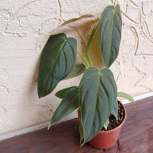 Load image into Gallery viewer, #R80 Philodendron Melanochrysum x Sharoniae