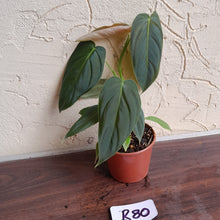 Load image into Gallery viewer, #R80 Philodendron Melanochrysum x Sharoniae