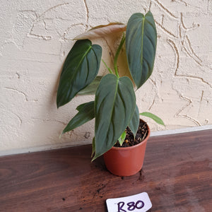 #R80 Philodendron Melanochrysum x Sharoniae