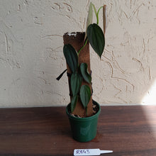 Load image into Gallery viewer, #R843 Philodendron Burle Marx Fantasy