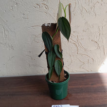 Load image into Gallery viewer, #R843 Philodendron Burle Marx Fantasy