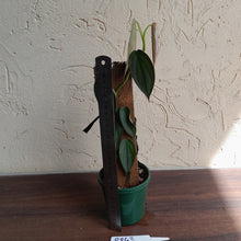 Load image into Gallery viewer, #R843 Philodendron Burle Marx Fantasy