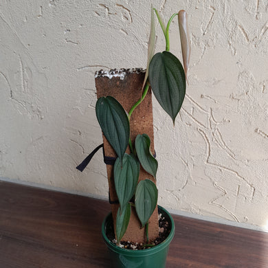 #R843 Philodendron Burle Marx Fantasy