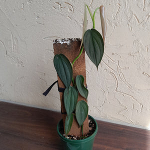 #R843 Philodendron Burle Marx Fantasy