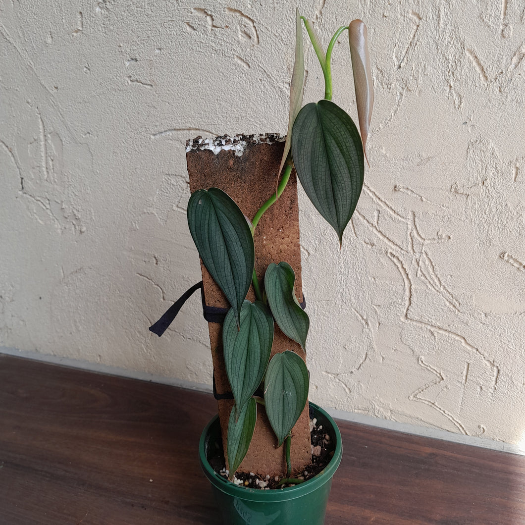 #R843 Philodendron Burle Marx Fantasy