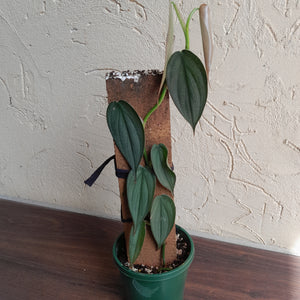 #R843 Philodendron Burle Marx Fantasy