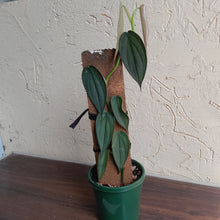 Load image into Gallery viewer, #R843 Philodendron Burle Marx Fantasy