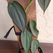 Load image into Gallery viewer, #R843 Philodendron Burle Marx Fantasy