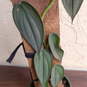#R843 Philodendron Burle Marx Fantasy