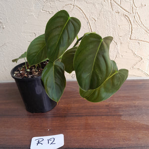 #R12 Philodendron Melanochrysum x Sharoniae