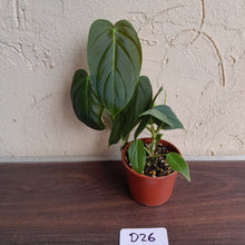 Load image into Gallery viewer, #D26 Philodendron Melanochrysum x Sharoniae