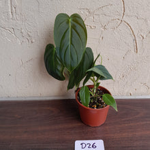 Load image into Gallery viewer, #D26 Philodendron Melanochrysum x Sharoniae