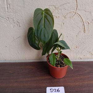 #D26 Philodendron Melanochrysum x Sharoniae