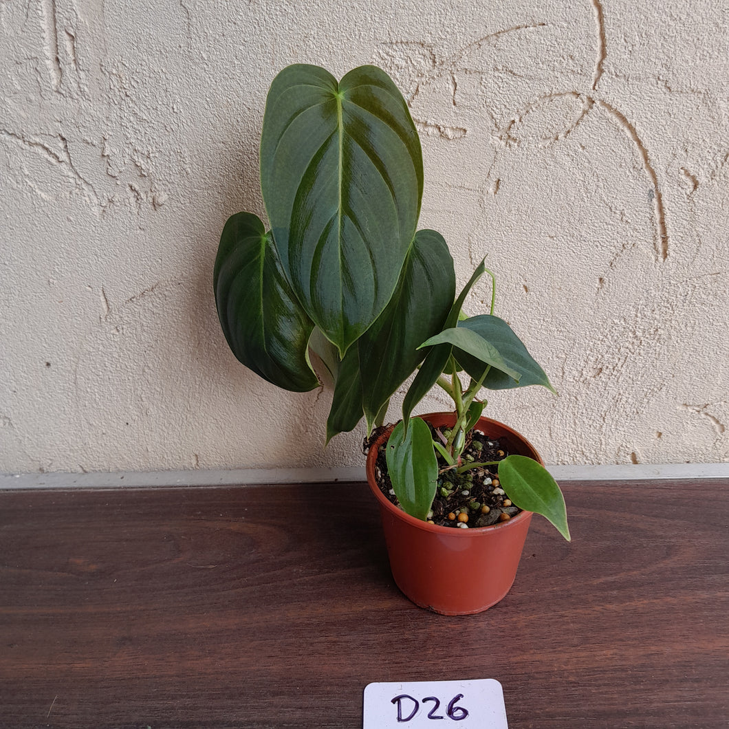 #D26 Philodendron Melanochrysum x Sharoniae