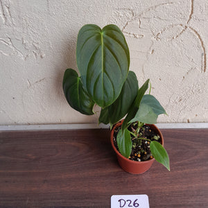 #D26 Philodendron Melanochrysum x Sharoniae