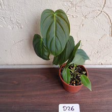 Load image into Gallery viewer, #D26 Philodendron Melanochrysum x Sharoniae