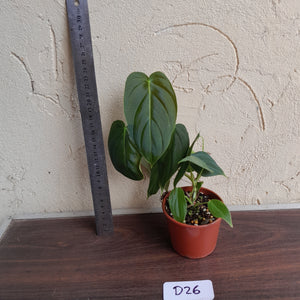 #D26 Philodendron Melanochrysum x Sharoniae