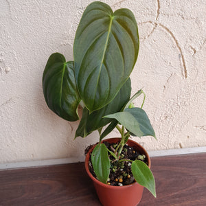 #D26 Philodendron Melanochrysum x Sharoniae