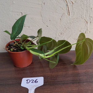 #D26 Philodendron Melanochrysum x Sharoniae