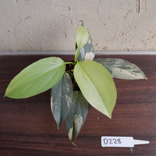 Load image into Gallery viewer, #D228 Variegated Philodendron Silver Sword