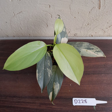 #D228 Variegated Philodendron Silver Sword