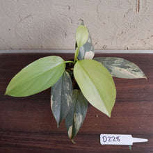 Load image into Gallery viewer, #D228 Variegated Philodendron Silver Sword