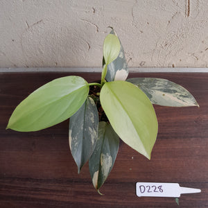 #D228 Variegated Philodendron Silver Sword