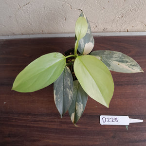 #D228 Variegated Philodendron Silver Sword