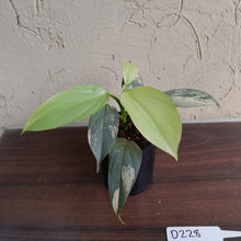 Load image into Gallery viewer, #D228 Variegated Philodendron Silver Sword