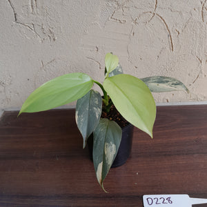#D228 Variegated Philodendron Silver Sword