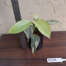 Load image into Gallery viewer, #D228 Variegated Philodendron Silver Sword