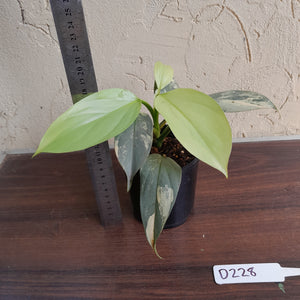 #D228 Variegated Philodendron Silver Sword