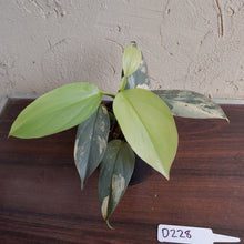 Load image into Gallery viewer, #D228 Variegated Philodendron Silver Sword
