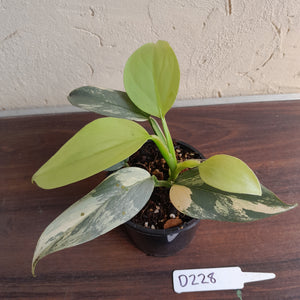 #D228 Variegated Philodendron Silver Sword