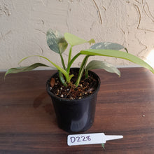 Load image into Gallery viewer, #D228 Variegated Philodendron Silver Sword