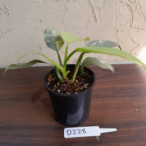 #D228 Variegated Philodendron Silver Sword