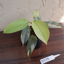 Load image into Gallery viewer, #D228 Variegated Philodendron Silver Sword