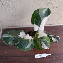 Load image into Gallery viewer, #R447 Philodendron White Princess - Amazing Variegation