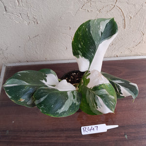 #R447 Philodendron White Princess - Amazing Variegation
