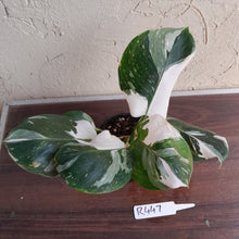 Load image into Gallery viewer, #R447 Philodendron White Princess - Amazing Variegation