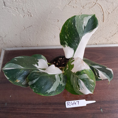 #R447 Philodendron White Princess - Amazing Variegation